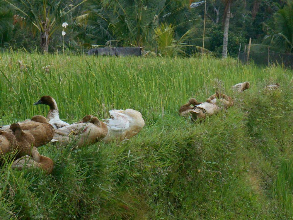 Alam Puisi Villa Ubud Eksteriør billede